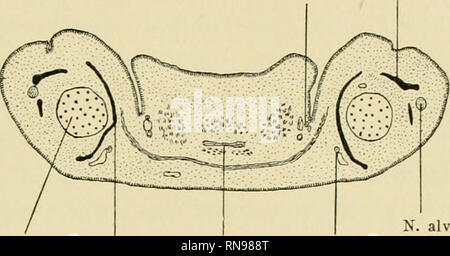 . Anatomische Hefte. Studien zur Kenntnis des Wirbeltierkopfes. B47 vermisste Ich bei allen Exemplaren.) Diese drille und vierte Wurzel verlaufen ganz dicht nebeneinander und verlassen bei Präparat !Y durch besondere, doch ganz nebeneinander liegende Kanäle der Basalplatte, bei Präparal VII sogar durch das ge- meinsame Loch die Schädelhöhe. Ans dieser Tatsache ist zu ersehen, dass es sich hier um eine frühzeitige Teilung der Wurzel drillen ("C" von Fürbringer) handelt, d. h. dass die dritte Wurzel ("C") bereits bei ihrem Abgang von der Mednlla oblongata in zwei Wurzeln (,,(', und ('  Foto Stock
