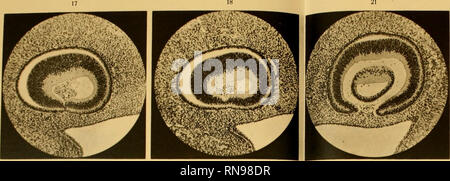 . Anatomische Hefte. Anatom. Hefte. I. Abteilung. 146. *** Heft (48. Bd., H. 3).. 2* ^B ^^^^.. Si prega di notare che queste immagini vengono estratte dalla pagina sottoposta a scansione di immagini che possono essere state migliorate digitalmente per la leggibilità - Colorazione e aspetto di queste illustrazioni potrebbero non perfettamente assomigliano al lavoro originale. München [ecc. ] J. F. Bergmann Foto Stock