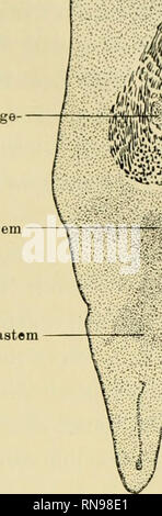 . Anatomische Hefte. Studien zur Kenntnis des Wirbeltierkopfes, :;:;:; II. Ast des Trige meno III. Ast des Tri meno M&gt;-*' :iiü '. Kieferblastem Hyalblastem m. ''?'"I"O Trabecula baseos. Si prega di notare che queste immagini vengono estratte dalla pagina sottoposta a scansione di immagini che possono essere state migliorate digitalmente per la leggibilità - Colorazione e aspetto di queste illustrazioni potrebbero non perfettamente assomigliano al lavoro originale. München [ecc. ] J. F. Bergmann Foto Stock