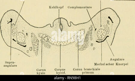 . Anatomische Hefte. Studien zur Kenntnis des Wirbeltierkopfes. 327 Stadium aus einem Zungenbeinkörper und drei paarigen vom Körper auslaufenden Fortsätzen (Tal'. L9, Fig. 5). Der Zungen- beinkörper besitz! Die Gestalt einer fünfseitigen, nach oben konkaven, dünnen alter ziemlich grossen (im Gegensatz zu der kleinen der Lacertilien) Schale, deren Spitze nach oben vom, deren base nach hinten unten gelegen ist. Die vordere Spitze des Zungenbeinkörpers erhebt sich als kurzer Fortsatz, Processus 1 ingu ali s, nach oben vorn und endigt mit nach vorn gerichtetem Ende frei. A. u. N. ALV. inf. Chorda Foto Stock