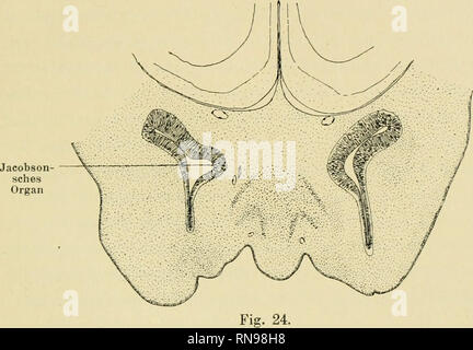 . Anatomische Hefte. Studien zur Kenntnis des Wirbeltierkopfes. :-J19 unteren A.ugenlidrand mit der A.ussenwel1 kommuniziert, wäh- rend er ausserdem etwa in &LT;ln- Mitte eines Verlaufes durch einen schmalen Kanal mil der Nasenhöhle in Verbindung steht. Aul' diese Arl und Weise entwickeln sieh der dotto lacri- malis, Saccus nasolacrimalis und dotto nasolacrimalis Rathke (186G). Im Sinne der Rathkesehen Terminologie bedeuten diese Ausdrücke: die in der Mehrzahl vorhandenen, in dem medialen (oder vorderen) Teil des unleren Augen-. Crocodilus biporcatus. Embrione von 5 mm Kopflänge. Schnitt durch Foto Stock