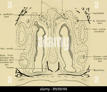 . Anatomische Hefte. Studien zur Kenntnis des Wirbeltierkopfes. 317 allerdings ganz kleine Ausbuchtung, die durch den vordersten Abschnitt der Fenestra basalis nach vorn aussen ziehl unten und nach einer kurzen Strecke in der Nähe des Aditus conchae endigl cieco (Textfig. 12 u. 13). Diese Ausbuchtung dringt, wie erwähnt, in den weiter entwickelten Stadien durch den Nn. olfactorii Fenestra cribrosa R. medialis naai Lacriniale. Fig. 22. Crocodilus biporcalus. Embrione von 26 mm Kopflänge. Schnitt durch die Nasenkapsel, hinter der vorderen äusseren Muschel. Aditus conchae in das Cavum conchale hine Foto Stock