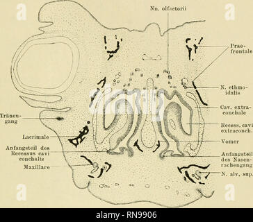 . Anatomische Hefte. Studien zur Kenntnis des Wirbeltierkopfes. 303 vordere Kuppel der Nasenkapsel. In den späteren Entwicke- lungsstadien ist die Spalte interseptale noch deutlicher, die die begrenzenden Spalte Knorpelplatten sind wesentlich höher als früher. Der untere Septumrand ist verdick! Und abgerundel (Testo- Nn. olfiictorii Prae- frontale. Anfangsteil des Kecessus cavi conchalis Maxillare Anfangsteil des Nasen- racbengang. ov^7 N. ALV. sup. Fig. 12. Crocodilus biporcatus. Embrione von 15 mm Kopflänge. Schnitt durch die Concha nasalis der Nasenkapsel. Vergr. 15 : 1. fig. 11-17), nach vo Foto Stock