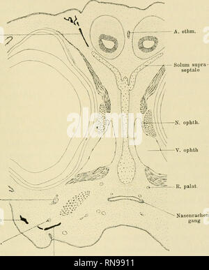 . Anatomische Hefte. Studien zur Kenntnis des Wirbeltierkopfes. 299 culae baseos, sein vorderes Ende geht ohne besondere Grenze in den unteren Rand Nasenseptums dos über. Der hintere scharfe freie mano des i setti ziehl von oben nach vorn Frontale N. maxil laris lacrimale N. ALV. sup. post. - A. ethm. Solum supra-. Mascella Fig. 10. Crocodilus biporcatus. Embrione von 15 mm Kopflänge. Schnitt durch das interorbitale setto. Vergr. 15 :1. hinten unten ziemlich steil herab und bildet die vordere gemein- stesso Begrenzung der beiden Fenestrae opticae. Der Obere kürzeste, etwas nach oben konvexe dünn Foto Stock