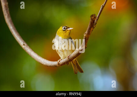 Isole Figi bianco-eye (Zosterops explorator) seduto su un ramo di albero. È endemica delle isole Figi. Foto Stock