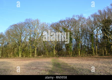 Molla di Austin il legno nei pressi di Romney Street, Kent su un stranamente caldo giorno di febbraio. Popolare itinerario a piedi tra Shoreham, Eynsford o Otford e Sevenoaks Foto Stock