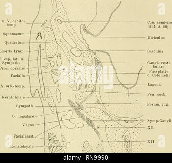 . Anatomische Hefte. Studien zur Kenntnis des Wirbeltierkopfes. 273 unterhalb der Fenestra Cochleae, nur durch eine schmale Spalte von derselben getrennt. Bei weiter entwickelten Embryonen sieht man, dass die Spitze dieses Processus subcapsttlaris sieh der lateralen Wand der Pars cochlearis anlegend dorsalwärts umbiegl und die Fenestra Cochleae mehr oder minder voll- A. u. V. orbito- tenip. Squamosnm Quadratum Chorda tynip. V. cap. lat u. Sympath. Proc. dorsalis. Symp. Ganglio XII " "TT "•' r Fig. 5. Crocodilus bipoicatus. Embrione von 1"&GT; nun Kopflänge. Schnitt durch die Foto Stock