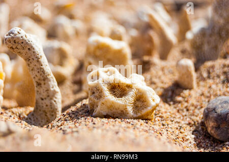 Molti piccoli secco bianco coralli distesi sulla sabbia sul Mar Rosso spiaggia di Eilat, Israele Foto Stock