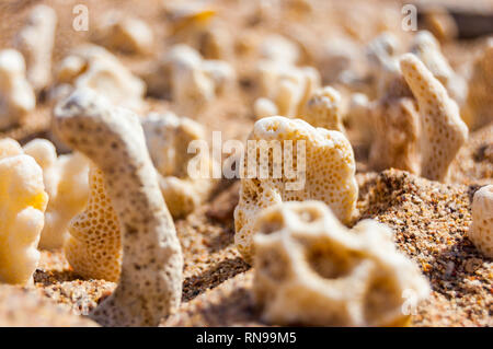 Molti piccoli secco bianco coralli distesi sulla sabbia sul Mar Rosso spiaggia di Eilat, Israele Foto Stock