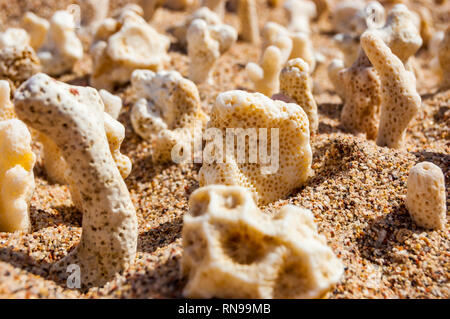 Molti piccoli secco bianco coralli distesi sulla sabbia sul Mar Rosso spiaggia di Eilat, Israele Foto Stock