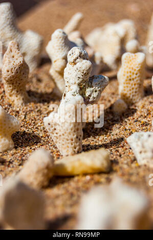 Molti piccoli secco bianco coralli distesi sulla sabbia sul Mar Rosso spiaggia di Eilat, Israele Foto Stock