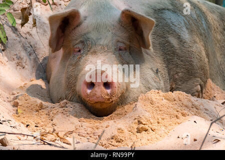 Naso di maiale nella penna. Focus è sul naso. Profondità di campo Foto Stock