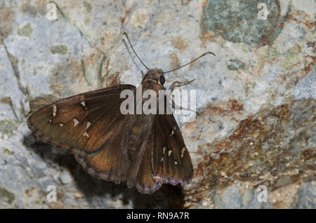 Northern Cloudywing, Cecropterus pylades, maschio Foto Stock