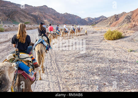 Eilat, Israele - 21 Marzo 2017: gruppo, carovana di cammelli con i turisti a piedi in una fila nel deserto di Eilat Foto Stock