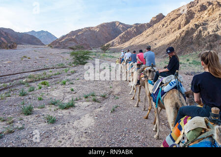 Eilat, Israele - 21 Marzo 2017: gruppo, carovana di cammelli con i turisti a piedi in una fila nel deserto di Eilat Foto Stock