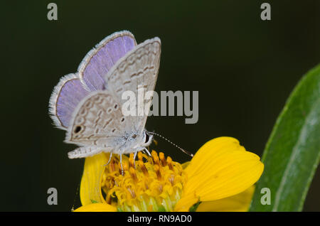 Ceraunus blu, Hemiargus ceraunus, maschio Foto Stock