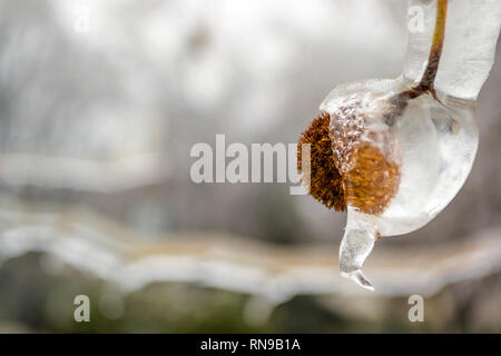 Closeup chestnut metà di guscio inghiottito nel ghiaccio trasparente, pendente da un ramo di albero in un parco a Bucarest, Romania, durante l'inverno, dopo una pioggia congelata whea Foto Stock