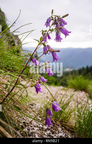 Campanula carpatica, Viola fiori a campana la mattina con gocce di rugiada su di essi, in Bucegi (Carpazi) montagne, Romania, inizio estate. Close up, macro p Foto Stock