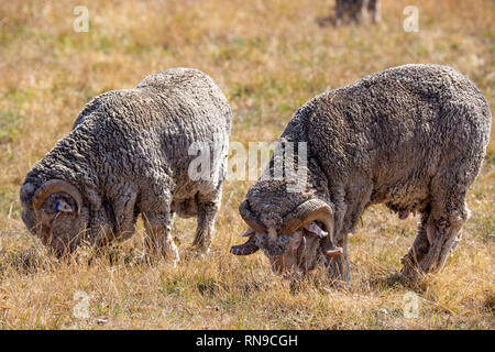 Un gregge di montoni merinos con corna di pascolare su un alto country farm in Canterbury sud, Nuova Zelanda Foto Stock