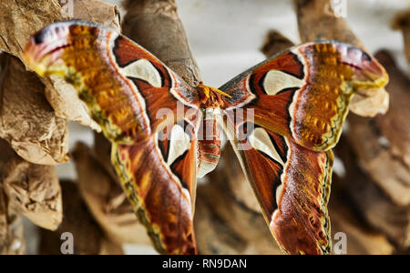 Close up della falena Atlas su Crisalide pensili con profondità di campo Foto Stock