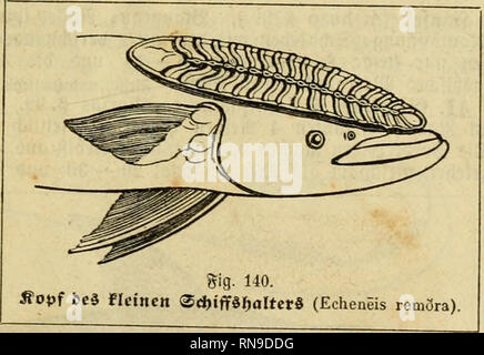 . Analytischer Leitfaden für den ersten wissenschaftlichen Unterricht in der Naturgeschichte. Animali. . Si prega di notare che queste immagini vengono estratte dalla pagina sottoposta a scansione di immagini che possono essere state migliorate digitalmente per la leggibilità - Colorazione e aspetto di queste illustrazioni potrebbero non perfettamente assomigliano al lavoro originale. Leunis, Johannes, 1802-1873; Metcalf Collection (North Carolina State University). NCRS. Hannover : Hahn'sche Hofbuchhandlung Foto Stock