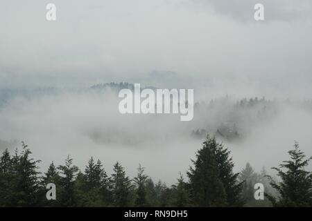 Tree Tops nella nebbia di Eugene, Oregon, Stati Uniti d'America. Foto Stock