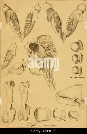 . Anatomia mammalium. Cetacea; Pachydermata; mammiferi. ',Td CEA ...