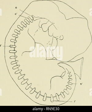 . Il record di anatomica. Anatomia; Anatomia. Il IJccord anatomica. 103 questi ultimi a formare una laterale piastra sacrale, la parte prossimale del quale diventa unito al l)lastemal ileo (Bardeen, x^m. Joiirn. Anat., 1905, Figg. 5 e 6). Nelle vertebre lombari sembra probabile che vi sono centri distinti di chondriiication per ciascuno degli elementi di costiera. Questi appaiono più tardi di tlie centri per le nervature nella regione toracica. Fig. lA. Schema della colonna vertebrale di un embrione di 7 mm. di lunghezza e circa quattro settimane. o, piastra occipitale. t', primo scleromere toracica. c, primo scleromere occipitale Foto Stock