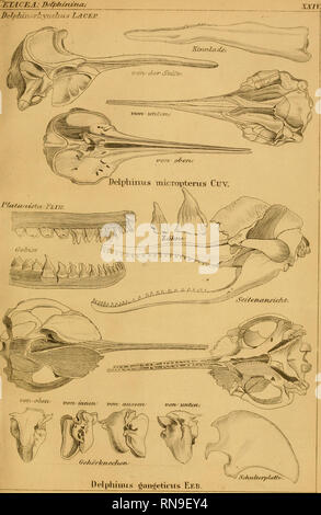 . Anatomia mammalium. Cetacea; Pachydermata; mammiferi. ',Td CEA ...