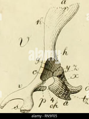 . Anatome testudinis Europaeae. Le Tartarughe Marine -- anatomia. . Si prega di notare che queste immagini vengono estratte dalla pagina sottoposta a scansione di immagini che possono essere state migliorate digitalmente per la leggibilità - Colorazione e aspetto di queste illustrazioni potrebbero non perfettamente assomigliano al lavoro originale. Bojanus, Ludwig Heinrich, 1776-1827. Vilnae : Impensis auctoris, typis Josephi Zawadzki Foto Stock