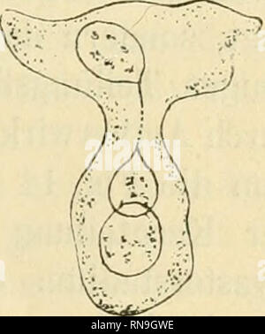 . Anatomischer Anzeiger. Anatomia, comparativo, Anatomia, comparativo. Fig. 15.. Si prega di notare che queste immagini vengono estratte dalla pagina sottoposta a scansione di immagini che possono essere state migliorate digitalmente per la leggibilità - Colorazione e aspetto di queste illustrazioni potrebbero non perfettamente assomigliano al lavoro originale. Anatomische Gesellschaft. Jena : G. Fischer Foto Stock