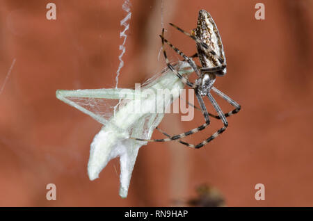 Nastrare Argiope, Argiope trifasciata, catturando grasshopper, Famiglia Acrididae, preda Foto Stock