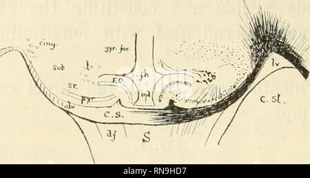 . Anatomischer Anzeiger. Anatomia, comparativo, Anatomia, comparativo. 26 3)'ippocampo è molto più piatta e generalmente più semplice. La curva dell'ippocampo è notevolmente ridotta. 4) le posizioni del cingulum (collocamento) e la "longitudinale asso- prezzamento fibre" (Mi) sono spostati in conformità con le alterazioni po- sizione del subiculum (Suh). Fig. 2.. Il distintivamente Eutherian tipo (Fig. 3). Trovato nella stragrande maggioranza dei mammiferi. Ma come in tutte le strutture residuale la indusium varia notevolmente anche in individui dello stesso ordine e specie. Essa è particolarmente ben sviluppato in br Foto Stock