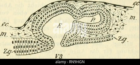 . Anatomischer Anzeiger. Anatomia, comparativo, Anatomia, comparativo. 293. Fig. 1. Sagittale Coupe de 1'epiphyse d'onu em- bryon d' Iguana de 9 jours (dessinö ä la chambre claire; gr. 13B '/t)- travers la voute du cerveau intermediaire du Jeune plus de ces em- bryons ^). Sur onu modele eii cera, recoustruit d'apres une s6rie de coupes semblables, i'6pipliyse se montre Comme une boule creuse (Fig. 1 E) proeminant au dessus du Toit du cerveau intermediaire (Fig. 1 Zg.) et touchant avec sa faccia dorsale ä V ectoderme {CE); ä sa di base se trouve une Ouvertüre par la- quelle figlio intörieur est en communic Foto Stock