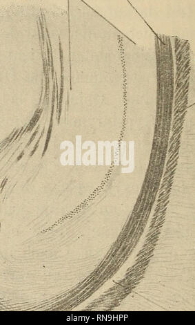 . Anatomischer Anzeiger. Anatomia di confronto. 54 ralen Kammerwand marchio das der corona radiata (m). Am hinteren Kammerwinkel stoßen drei Faserbahnen aneinander, die zwei eben er- wähnten und der Fasciculus corticodentatus (F.cd)1). Der hintere Anteil des Alveus (AV) zerfährt fächerförmig und läßt einen lateralen dichten und einen medialen weniger dichten Abschnitt unterscheiden. Man sieht klar und deutlich, dass beide pièces der Rindenfaserung des Alveus in den hinteren Hemisphärenpol eindringen; sie begeben sich teils zur medialen, teilt zur lateralen Hemisphären wand und lassen sich mit Leicht Foto Stock