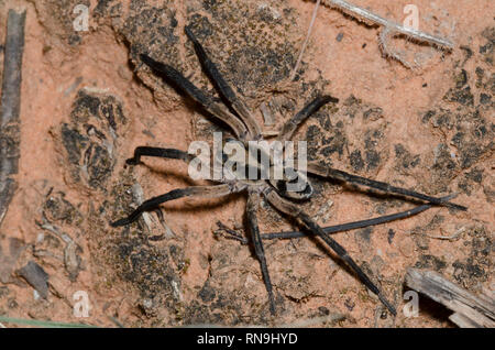 Scavando Wolf Spider, Geolycosa sp. Foto Stock