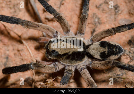 Scavando Wolf Spider, Geolycosa sp. Foto Stock