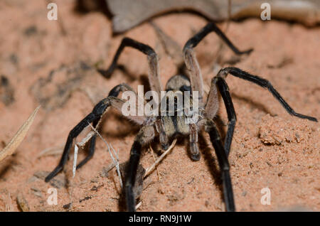 Scavando Wolf Spider, Geolycosa sp. Foto Stock