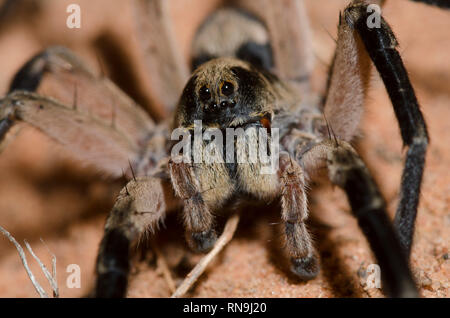 Scavando Wolf Spider, Geolycosa sp. Foto Stock