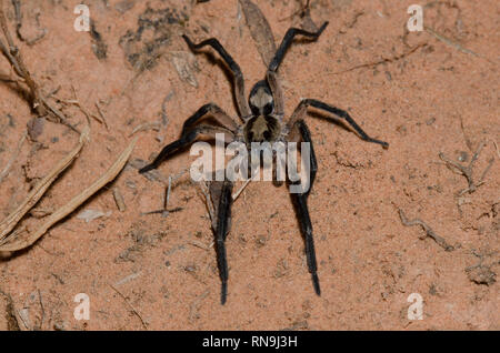 Scavando Wolf Spider, Geolycosa sp. Foto Stock