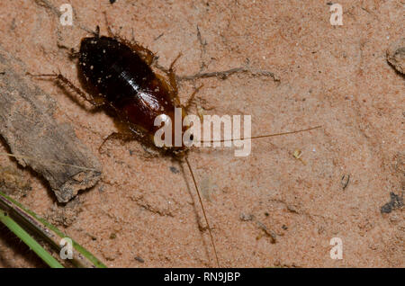 Legno Fulvous scarafaggio, Parcoblatta fulvescens Foto Stock