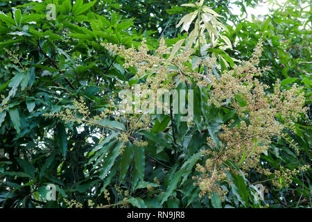 Mango bouquet di fiori sul ramo verde con l'albero. Foto Stock