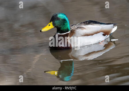 Maschio di Mallard Duck (Ana platyrhynchos) a Rio Grande Centro Natura in Albuquerque, Nuovo Messico Foto Stock