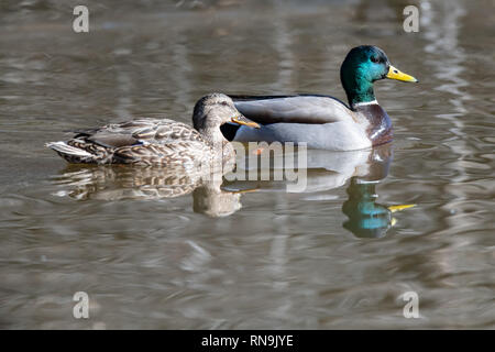 Maschio di Mallard Duck (Ana platyrhynchos) a Rio Grande Centro Natura in Albuquerque, Nuovo Messico Foto Stock