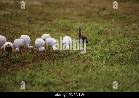 Gregge di Americano bianco ibis Eudocimus albus foraggi per alimentare con un bambino con piume marrone in erba su Marco Island, Florida Foto Stock