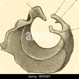 . Anatomische Hefte. Beiträge zur vergleichenden anatomie des Gehörorgans der Säuger. 313 Chirotteri. Die Fledermäuse weisen unter allen Säugetieren die relativ einfachsten und am leichtesten zu ühersehenden Verhältnisse der uns hier interessierenden Organe auf. Vesperugo noctiila. Untersucht wurden 3 Serien und 1 maceriertes Schläfe))em. Am macerierten Objekt steht sich das Tympanicum als ein an der Seite dorsalen anello klaffender- dar. der eine scharfe (Vista tynipaniea trägt. Dieselbe lässt sich vorne bis ans Ende des hier leicht hakenförniig nach abwärts abgebogenen Tym- panicumschenkels ve Foto Stock