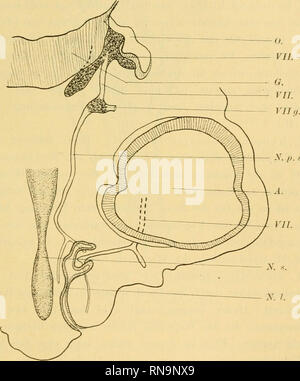 . Anatomische Hefte. Beiträge zur vergleichenden Entwickelungsgeschichte ecc. 51 nur die Tiefe der Schicht oben erwähnter) Muskeln kann man dem natürlich Muse, trapezius und Sternocleidomastoideus des Menschen gleichsetzen ecc.. M. digastricns besteht, wie schon erwähnt, aus dein proximalen mächtigen Teil der Facialismuskulatur. der von der Grehörkapsel und vom Knorpel des zweiten Schlundbogens zum Fig. 32.. Frontale Rekonstruktion eines Sperlingembryo. 56 fach rergrössert (um die Hälfte verkleinert). n. p. s. maj. N. petrosns superficialis principali, N. s. Nasenscheidewand, N. 1. Nasenloch. vii. Foto Stock