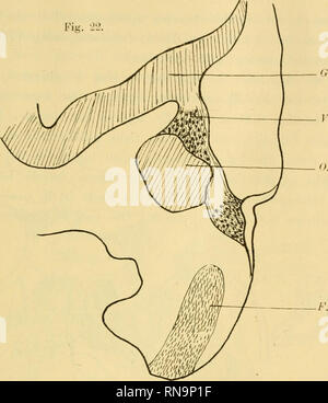 . Anatomische Hefte. Beiträge zur vergleichenden Entwiekelungsgeschichte ecc. 50' Fig. 22.. VII. VIII. Frontale Rekonstruktion eines von Sperlingembryo ca. 1 mm Körperlänge. 86 fach vergrössert (um */3 verkleinert). Bezeichnungen wie vorher. Fig. 23.. Si prega di notare che queste immagini vengono estratte dalla pagina sottoposta a scansione di immagini che possono essere state migliorate digitalmente per la leggibilità - Colorazione e aspetto di queste illustrazioni potrebbero non perfettamente assomigliano al lavoro originale. München [ecc. ] J. F. Bergmann Foto Stock