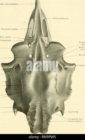 . Anatomische Hefte. Über einige Besonderheiten a. Primordialcraniiim v. Lepidosteus osseus. KIM setto int er orbitale Orbitosphenoid Proc basiptery- goideus per l. r. pal. N. VII Proe. postorbit. Rinne zum può, spiracul. Per. trunci hyoi- deomand N.VII. Hyomandibular- pfanne Bulla acustica saccularis per. rami dor- salis N. IX per. glossopliar. Per. vagi Proc. occip. Int.. Fenestra basi eranialis Dach des Cavum vasculosi saeci Fig. 3. Ventralansicht des Primordialcranium von Lepidosteus osseus nach Plattenmodell- rekonstruktiou. Vergrösserung 11:1. LI". Si prega di notare che queste immagini sono extrac Foto Stock