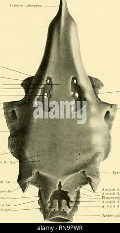 . Anatomische Hefte. Über einige Besonderheiten a. Primordialcranium v. Lepidosteus osseus. 16] Interorbitalseptum Proc. basipterygoid. La tenia tecti media Fontanelle per.n.palat.N. VII Proc, postorbit für. n. otiei N. VII (.'an. spiracnl. Orista parotica per. ramidors.N. IX per rami dorsalis N X Proe. occipit. lat. Fossa supratemporalis Ventraler Sohädelboden crestato occipitalis lat. ccipitalbogen. 5|ilienoticnm Epioticum . Occipitalnerv (zl austritt d. ? '. Occipitalnerv (a) Pleurooccipitale Austritt d. 3. Occipitalnerv (b) Austritt d. 4. Occipitalnerv. (C) Basiocc pitalo Fig. 1. Dorsalansicht Foto Stock